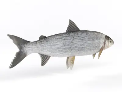 Whitefish fish 3D model