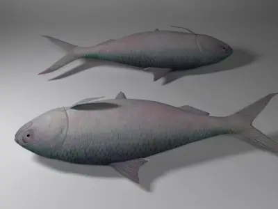Hilsa fish Low-poly 3D model