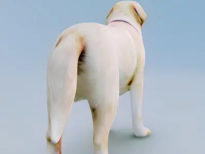 English Cream Labrador Retriever 3d hyper realistic 3D model