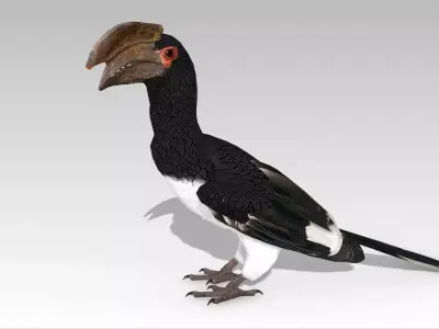 Trumpeter Hornbill Low-poly 3D model