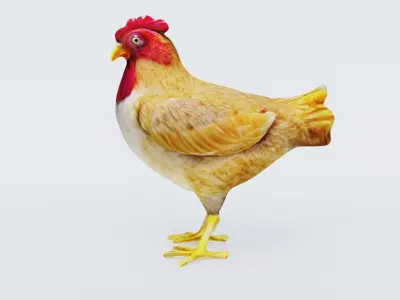 Chicken Free 3D model