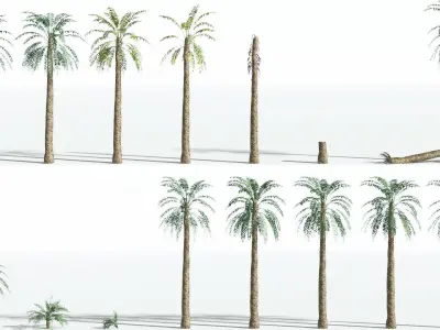 EVERYPlant Date Palm LowPoly 3 --16 Models-- Low-poly 3D model