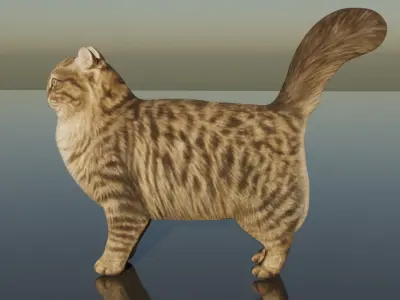Siberian Cat Free 3D model