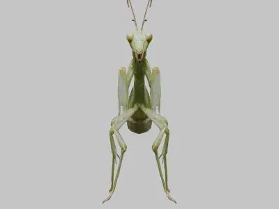 Green mantis insect Low-poly 3D model