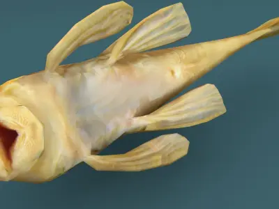 Sailfin Catfish  Low-poly 3D model