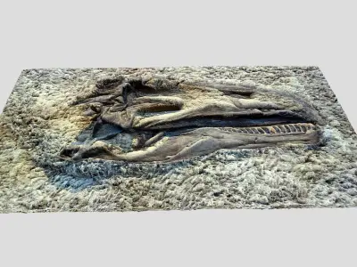 Tyrannosaurus Rex-fossil-dinosaur Low-poly 3D model