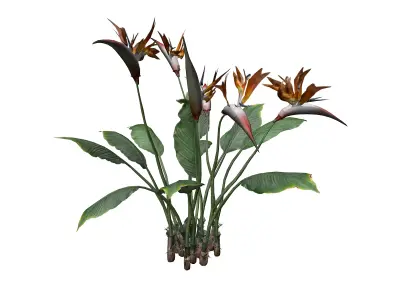 Bird of Paradise Flower - 01 - 3D model