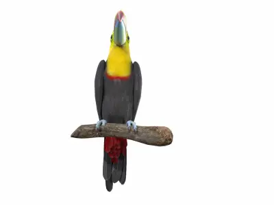Toucan on branch 3D model