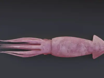 Squid Animated Low-poly 3D model