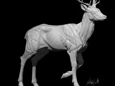 Fallow Deer  Anatomy Sculpture 3D model
