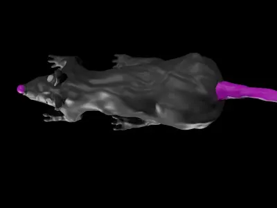 Thick Rat Free 3D model