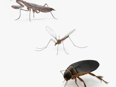 Insects Collection 3D model