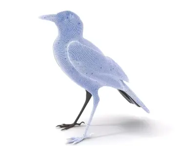Elegant Magpie Bird model pack Low-poly 3D model