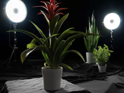  Bromelia Plant Model 