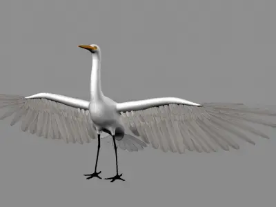 Intermediate Egret 3D model