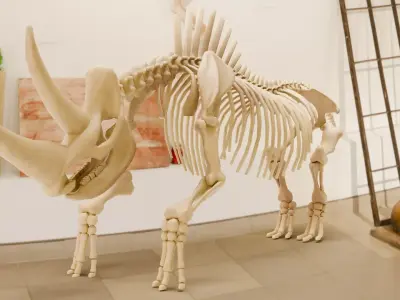 Relistic Mammals Fossil - Woolly Rhino Low-poly 3D model