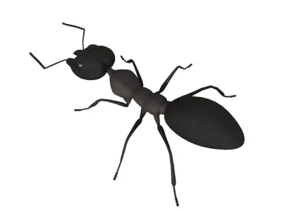 Ant 3d Model 3D model