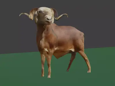 ram goat Free 3D model