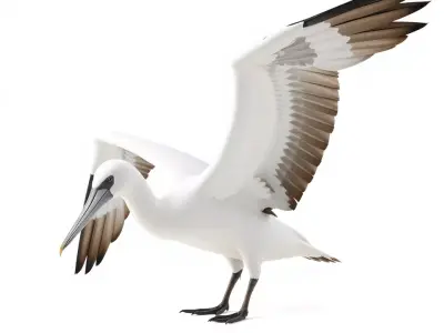 Elegant Seagull Model Pack Low-poly 3D model