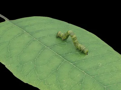 Caterpillar as low-poly model Low-poly 3D model