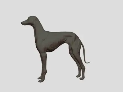 Greyhound Dog Realistic Free 3D model