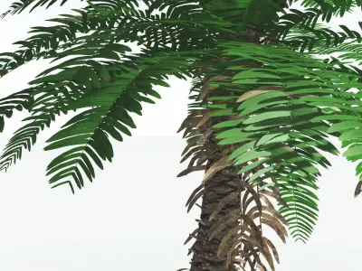 EVERYPlant Pseudoctnis Cycad 4 --12 Models-- 3D model