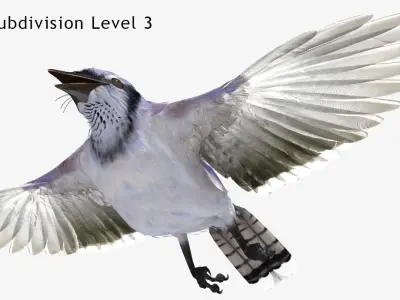 Bluejay jay in flight 3D model