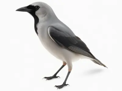 Grey Bird Model Pack for Realistic Simulation Low-poly 3D model