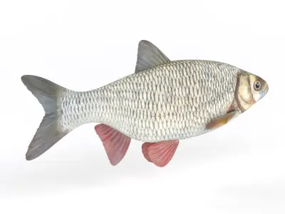 Ide Fish 3D model