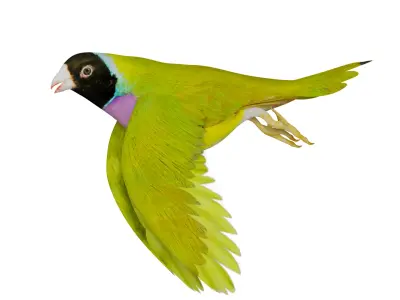 Gouldian Rainbow Finch Bird Low-poly 3D model