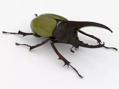 Hercules Beetle Realistic Low-poly 3D model
