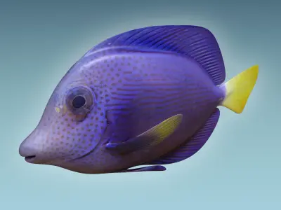 Zebrasoma Fish 2 3D model