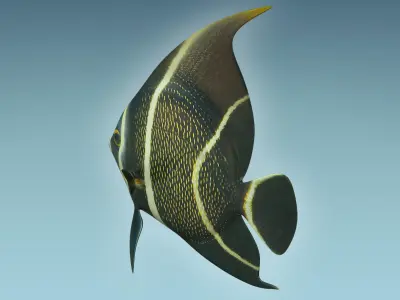 Anglefish 12 3D model