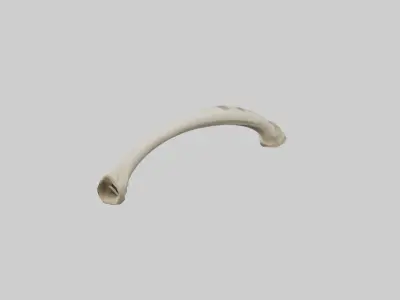 Giraffe Tibia Low-poly 3D model