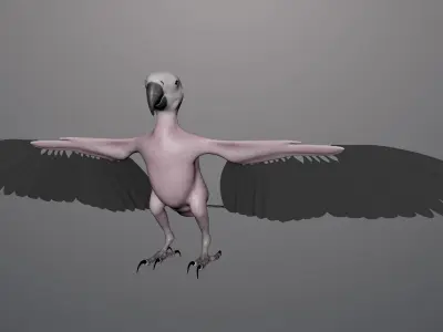 Base model of Macaw  3D model
