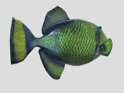 Titan Triggerfish Realistic Animated Low-poly 3D model