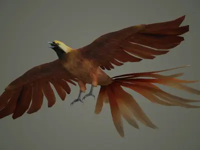 pheasant bird feather wing game hunt hunting wild forest  3D model