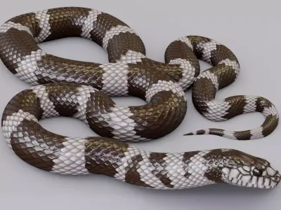 Animated California Kingsnake Free 3D model