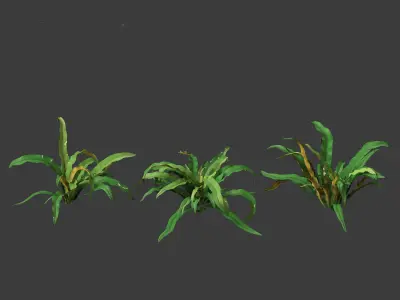 Asplenium australasicum - Birds Nest Fern 3D model