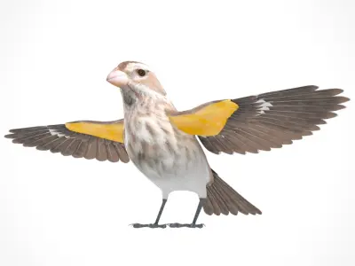 3D Bird Pack Rose-Breasted Grosbeak Male and Female Low-poly 3D model