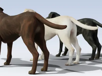 Labrador Retriever pack Rigged Low-poly 3D model