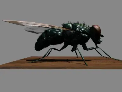 Fly Rigged 3D model