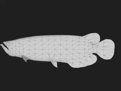 Arowana Low-poly 3D model