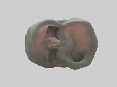 Elephant Stomach 3D model