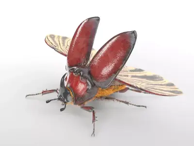 Rhino Beetle insect Low-poly 3D model