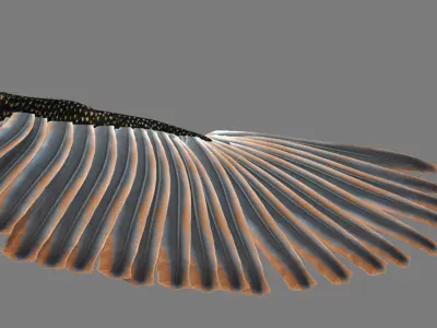 Sturnidae or Starling 3D model