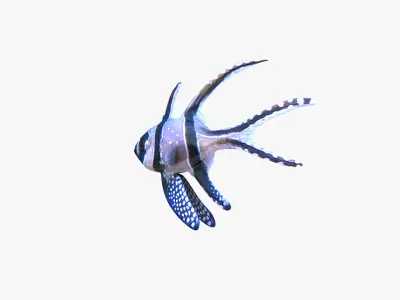 Banggai Cardinalfish 3D model