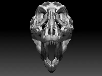 Dinosaur Tyrannosaurus Rex SUE Skull Set 3D model