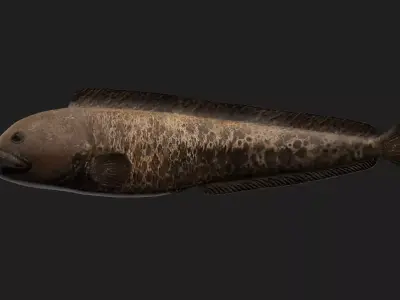 Wolffish Low-poly 3D model