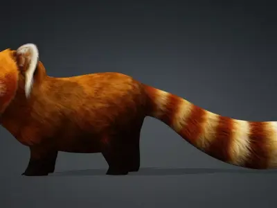 Red Panda A1 Free low-poly 3D model